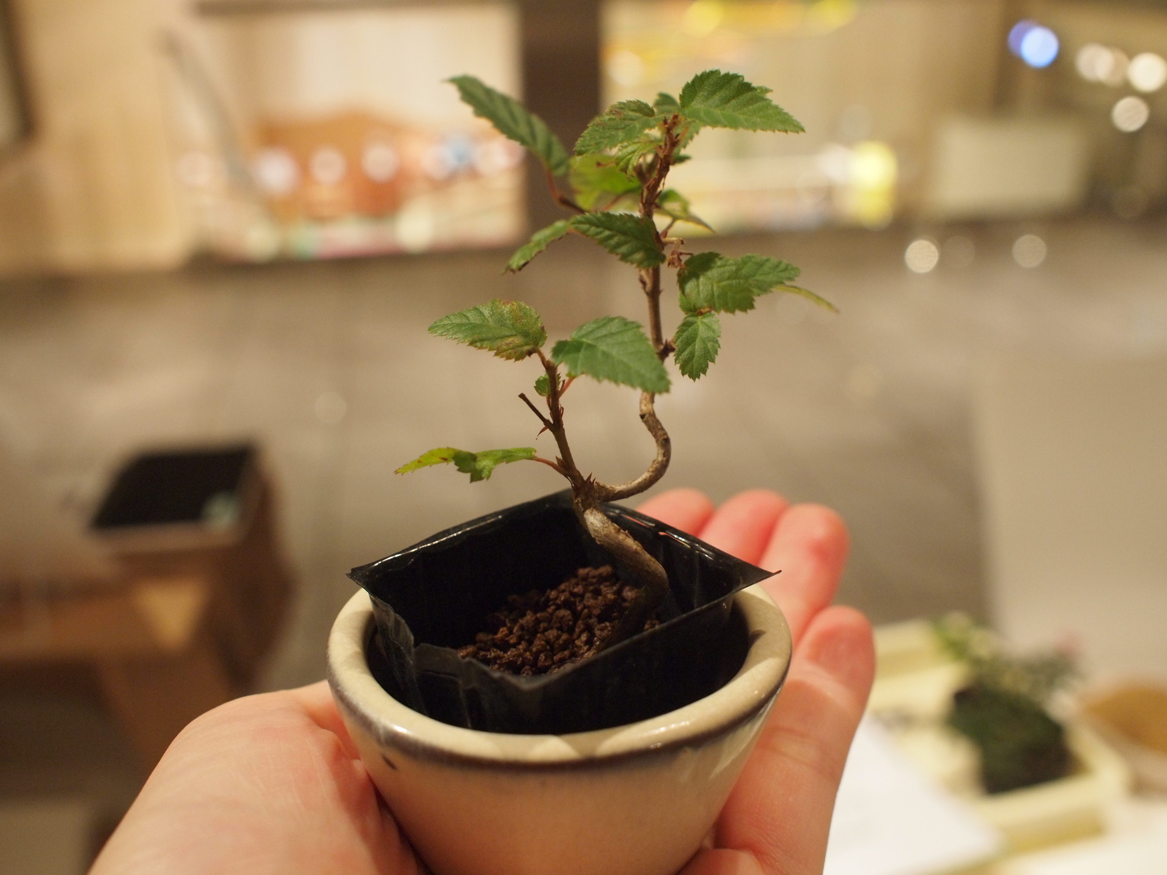 ミニ盆栽ワークショップ大盛況 Monova 日本のモノづくりのシェアショールーム